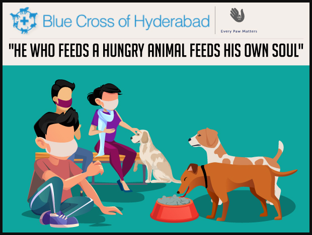 ANSHU REDDY'S COVID-19 CAMPAIGN TO FEED STRAY DOGS ACROSS HYDERABAD by Blue  Cross of Hyderabad | Fueladream | Crowdfunding India