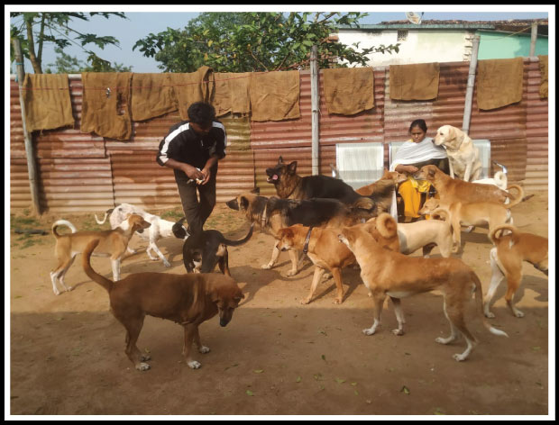 DR. SAROJINI BHENGRA'S CAMPAIGN TO FEED STRAY & ABANDONED DOGS. by Animal  Welfare Trust | Fueladream | Crowdfunding India